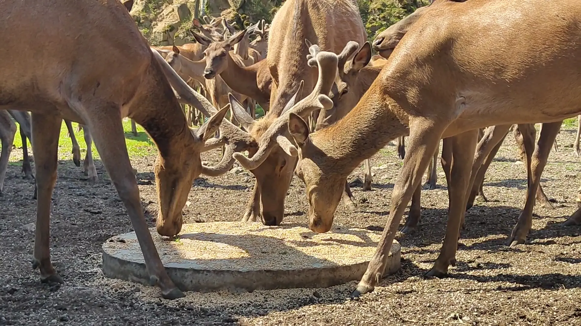 Zahme Rotwildhirsche beim Fressen von Getreide im Wildgehege Weixelbaumer in Weitra im Waldviertel