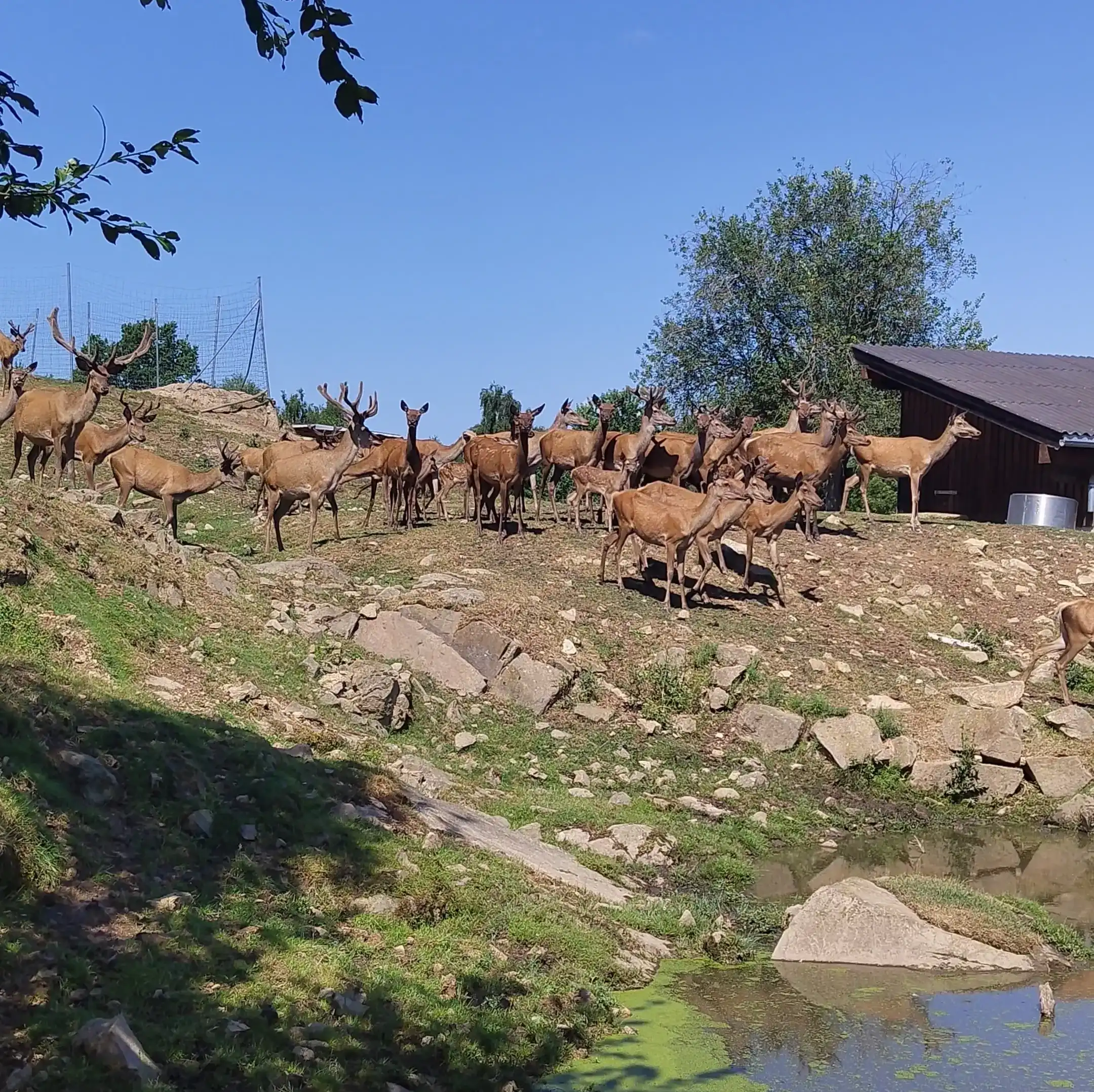 Hirschherde im Rotwildgehege des GanzBergGut's auf einer grasigen Anhöhe bei einem Teich an einem sonnigen Tag