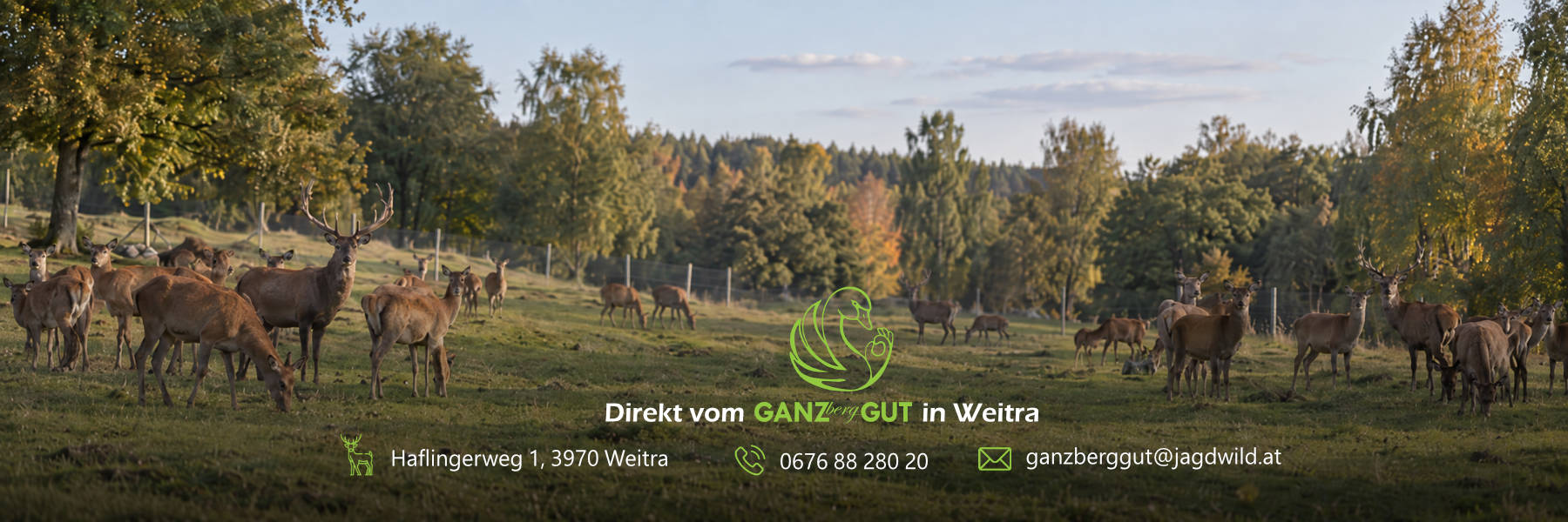 Rotwild am GanzBergGut in Weitra