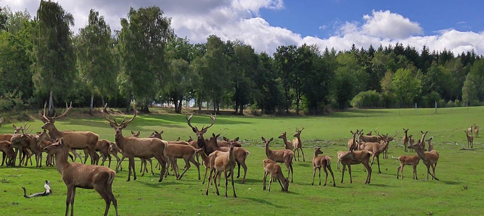 Hirschherde auf der Weide am GanzBergGut in Weitra